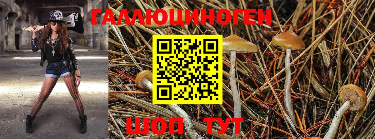 Бор  Галлюциногенные грибы Psilocybe  Вход с VPN 